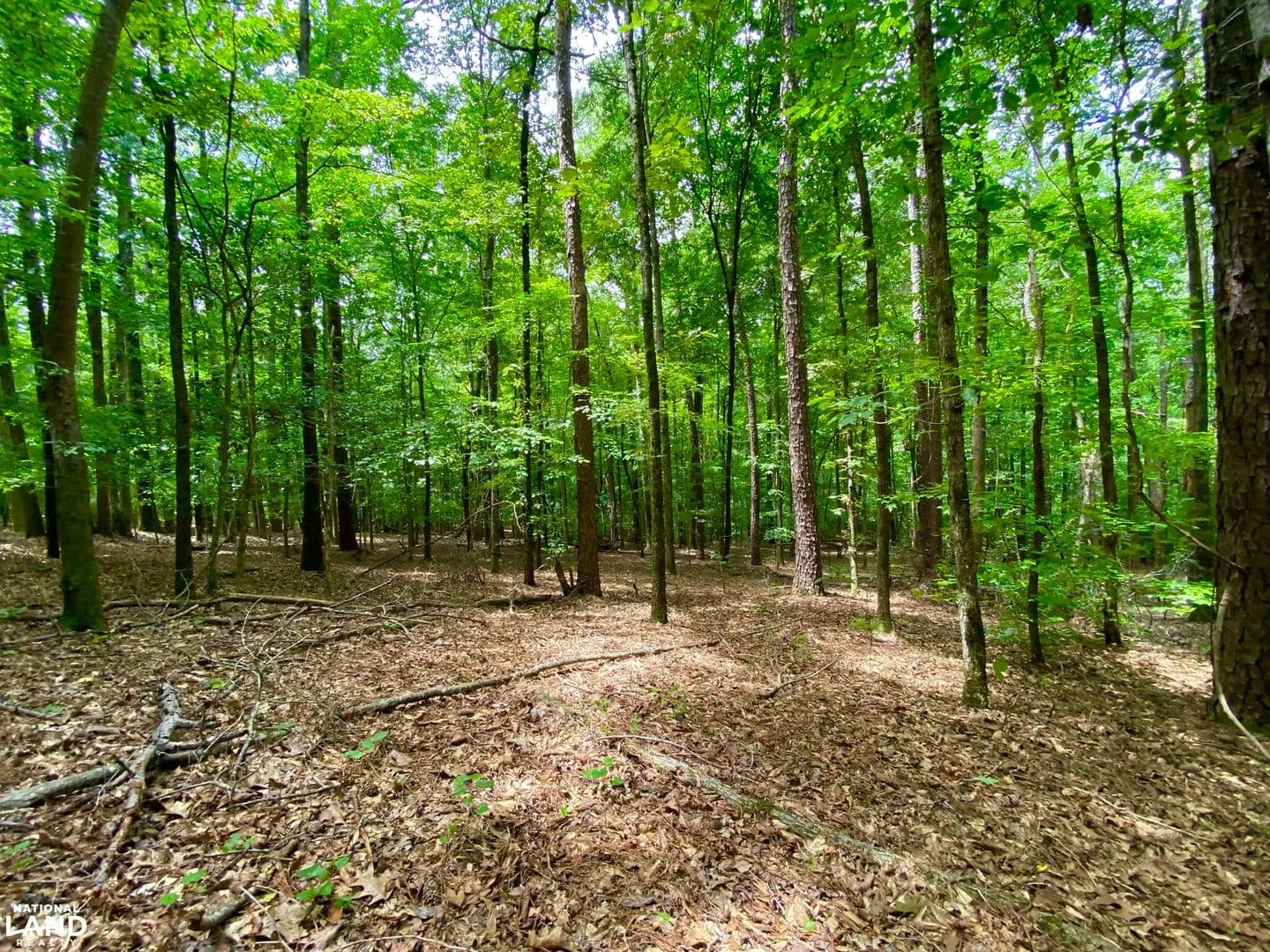 Coker: Mt. Olive Road - 9 ac. - Home Site - Coker, Alabama, 35452