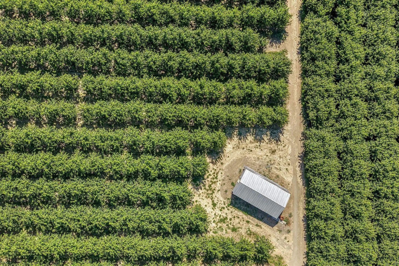 McAllister Orchard - The Dalles, Oregon, 97058