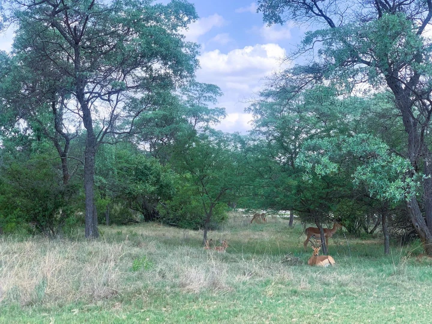 1350 Acres of Land for Sale in Modimolle, Limpopo - South Africa