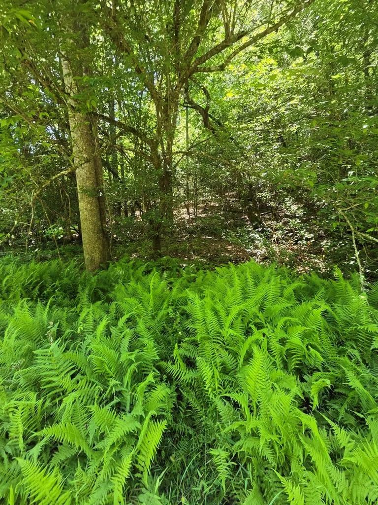Property from 1 Lot 1 Matlock Hills - KW - Franklin, North Carolina, 28734