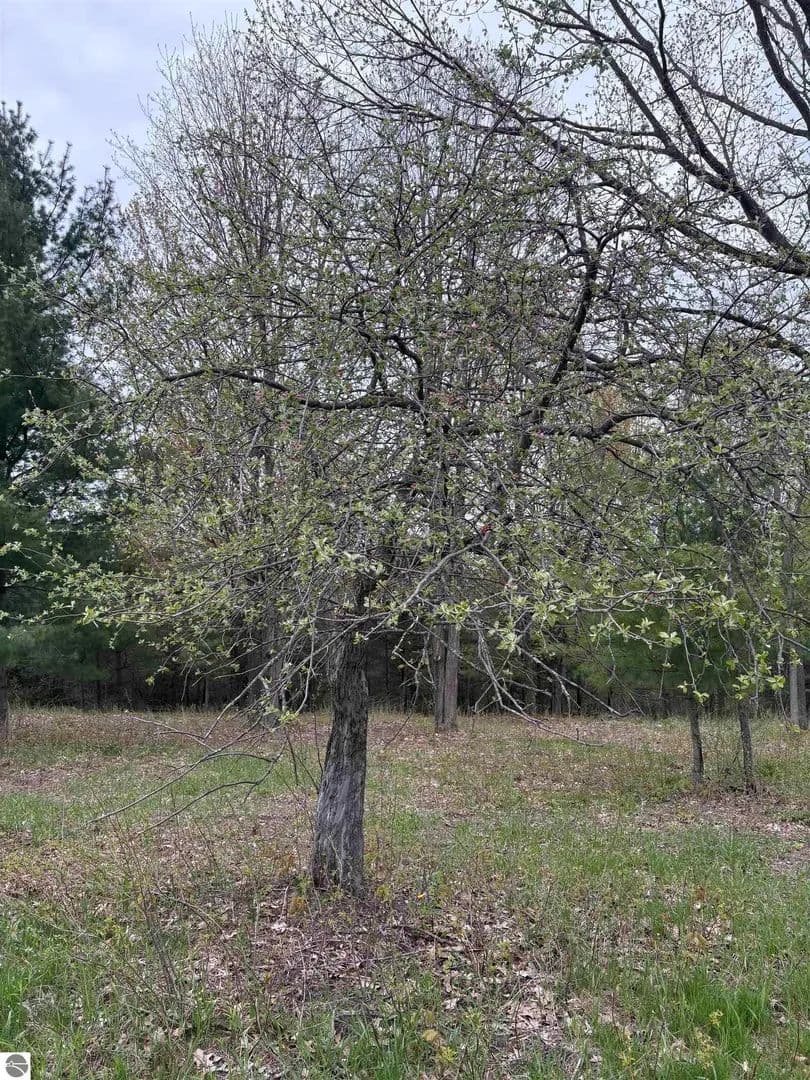 Vacant Land in Bellaire - Bellaire, Michigan, 49615