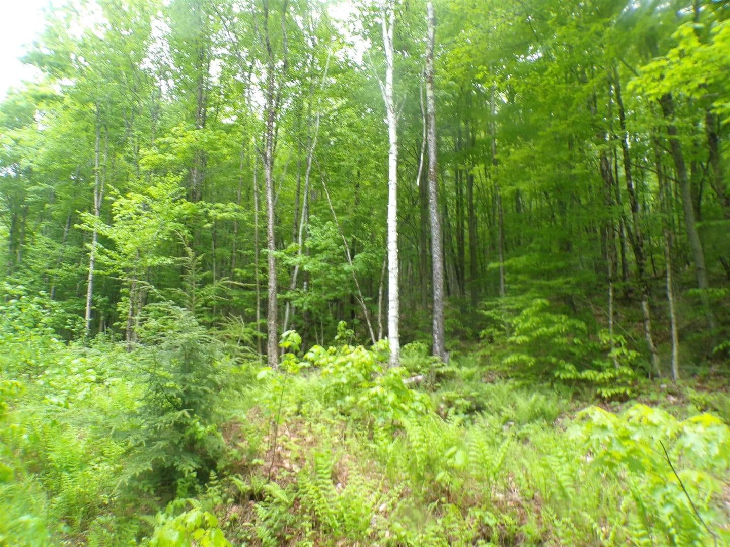Property from 0 Foliage Lane - KW - Westmore, Vermont, 5822