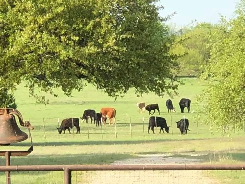 425.52 Acres of Land for Sale in Walnut Springs, Texas - Walnut Springs, Texas, 76690