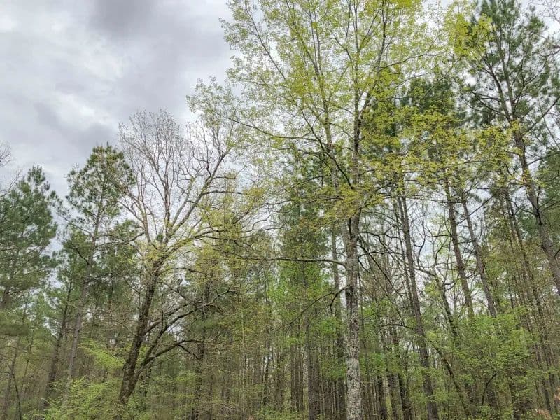 265 Acres | CR 4223 | Tract 1005