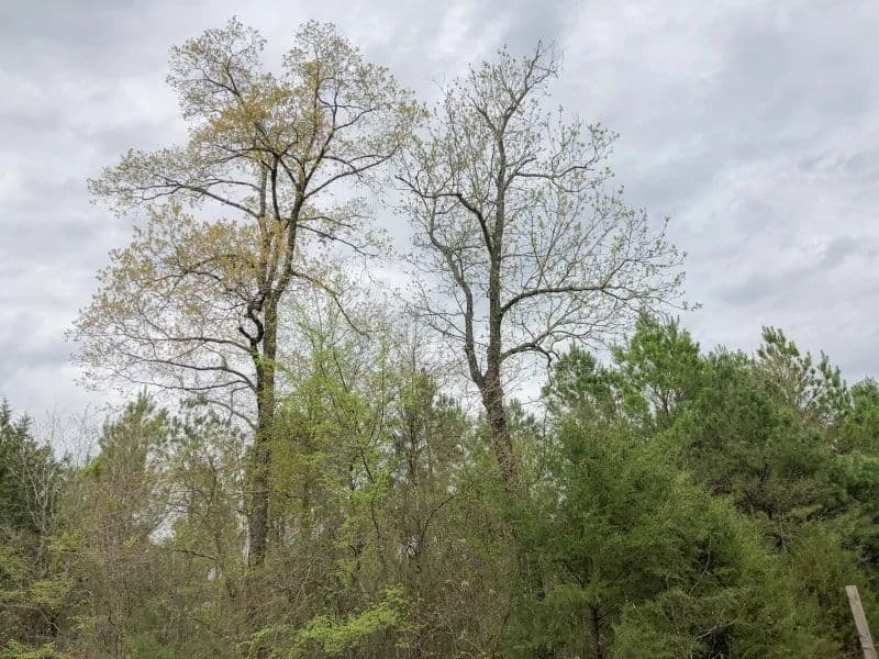 628 Acres | Maya 1004 – Tract 4