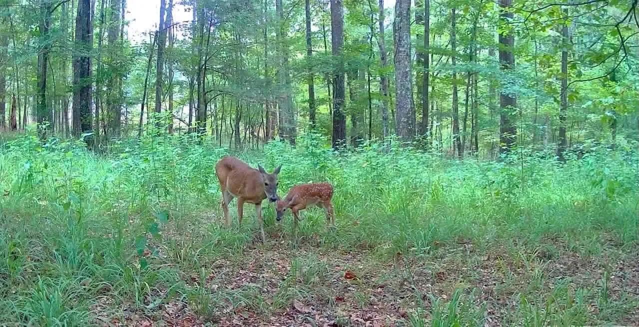 Beautiful 20 +/- Acre Mini Timber Tract and Homesite in Brandon, MS - Brandon, Mississippi, 39042