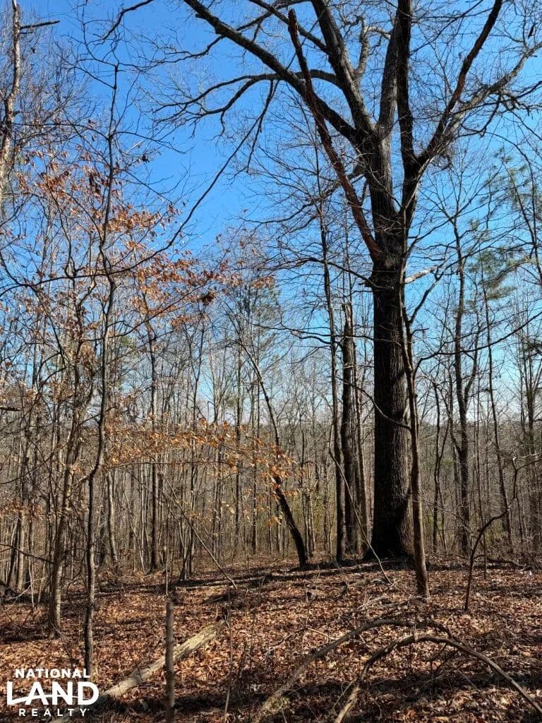 Brookside Home Site, Hunting and Recreation Tract - Brilliant, Alabama, 35548