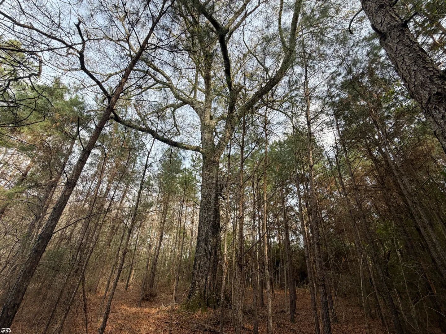 New Brockton Recreational Tract or Mini Farm on County Road 239 - New Brockton, Alabama, 36351