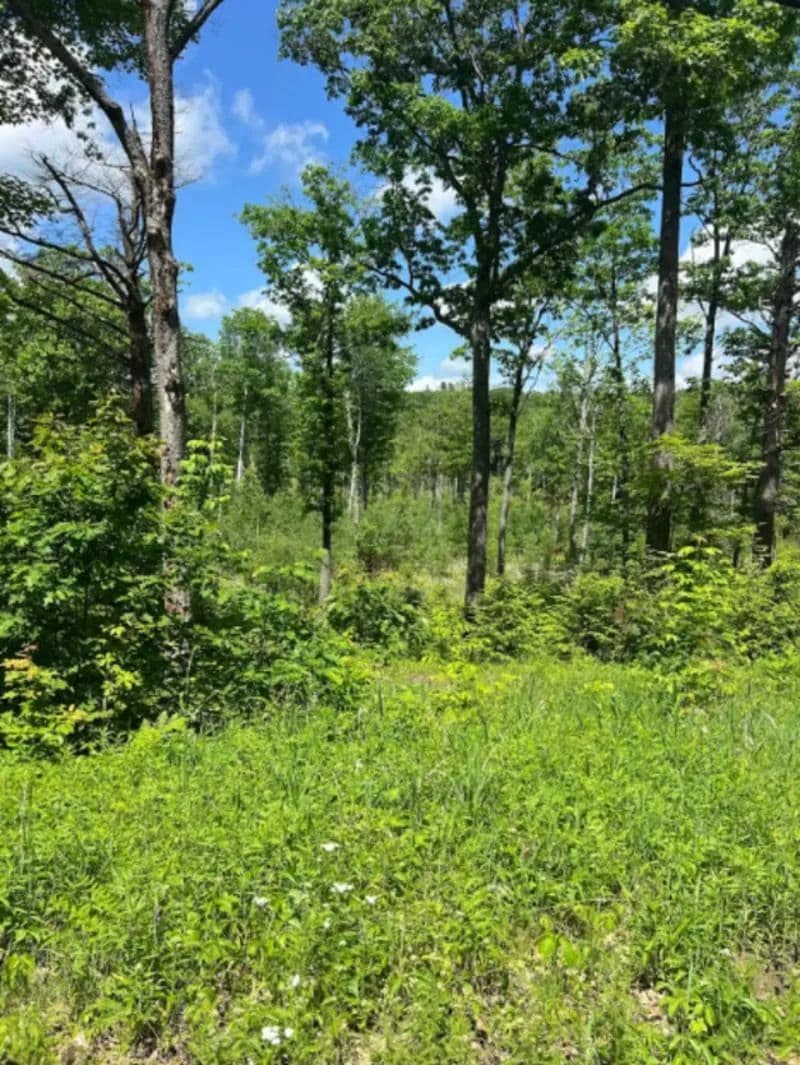 Property from 00 Corno Road and Canaan Street - KW - Canaan, New Hampshire, 3741
