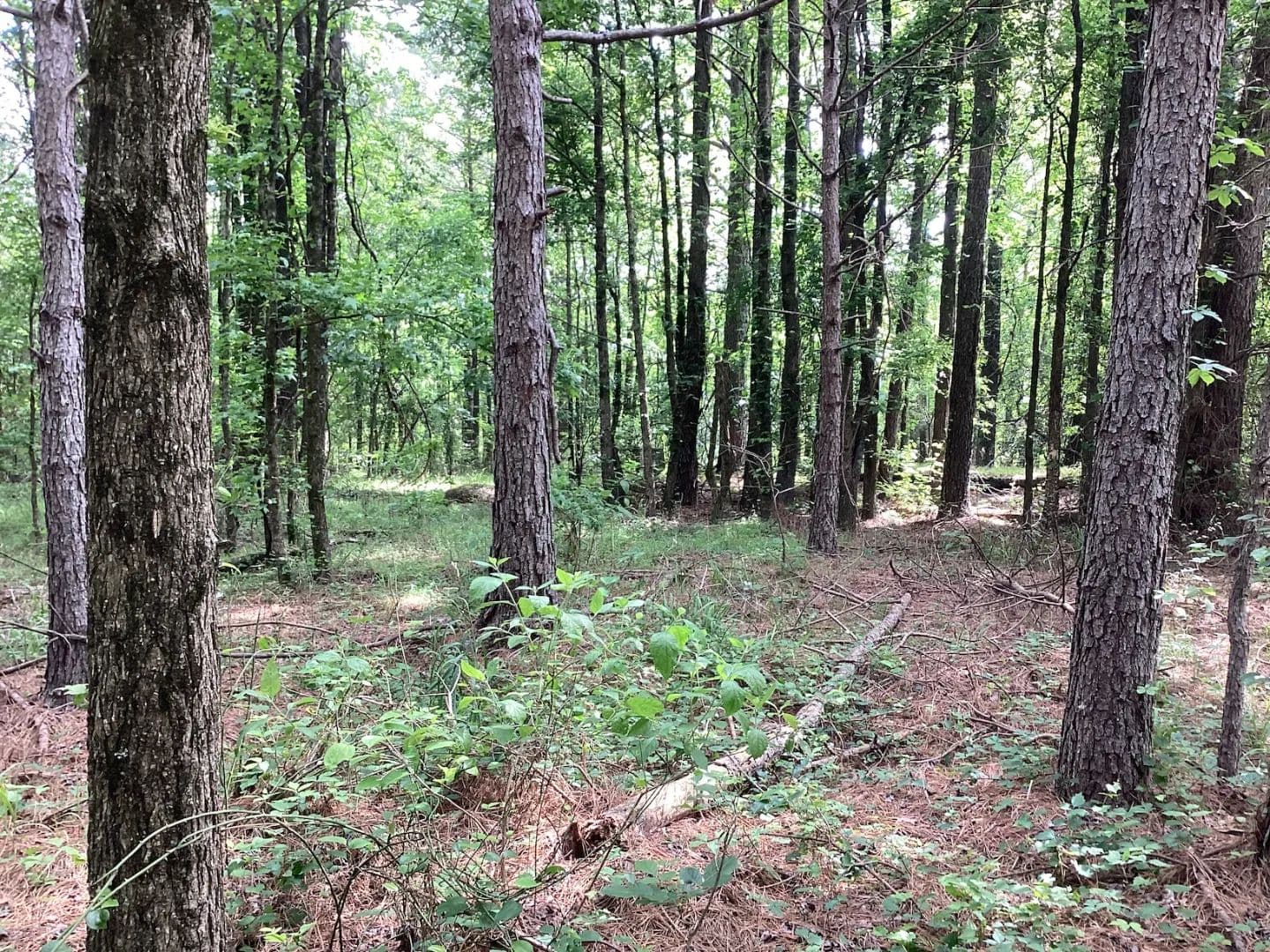15 Acres in Howard County, AR - New Hope, Arkansas, 71959