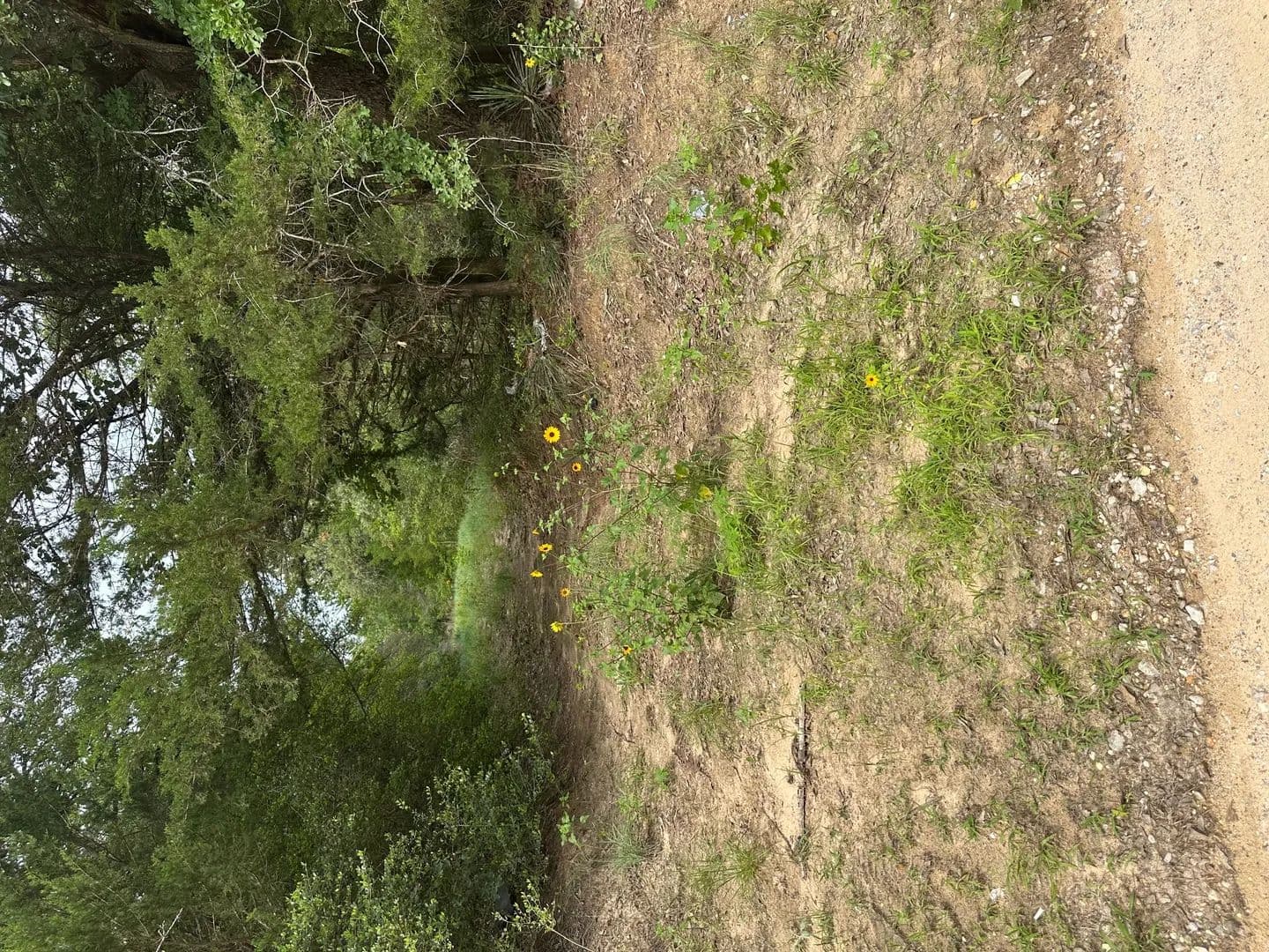 1.04 Acres of Land for Sale in Caldwell, Texas - Caldwell, Texas, 77836