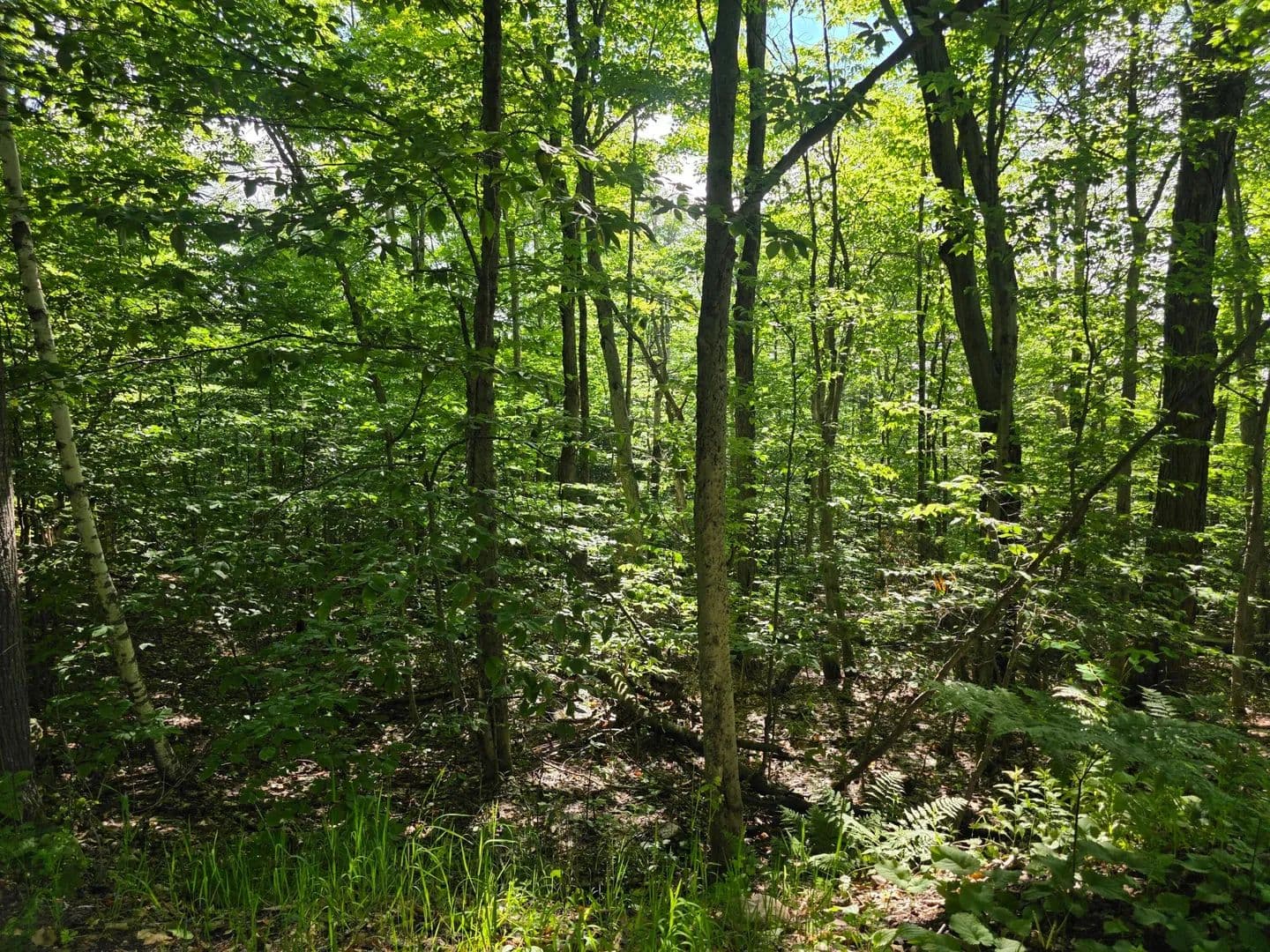 Lots & Land-Other in Saranac - Saranac, New York, 12981