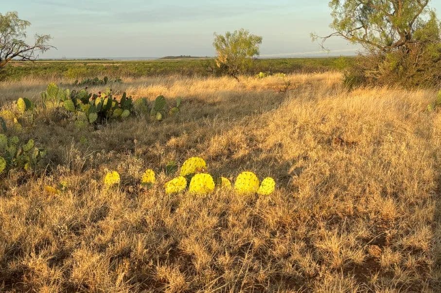 McShan Ranch - land for sale