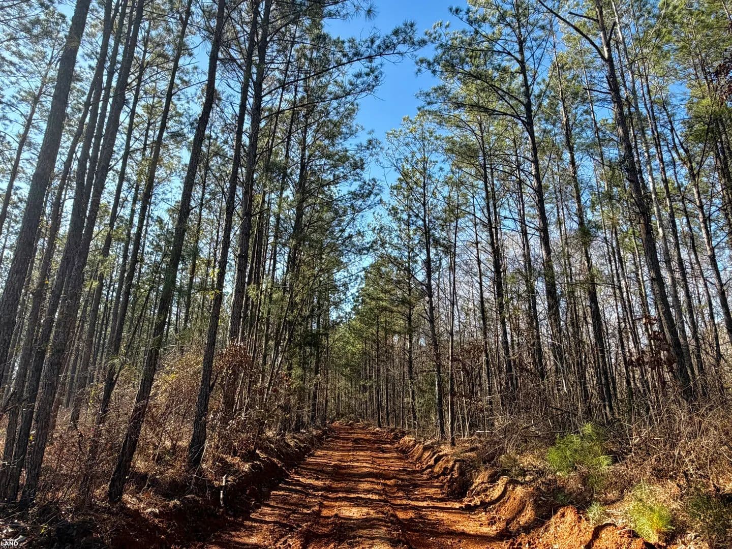 The Caledonia Prairie Creek Tract - Pine Apple, Alabama, 36768