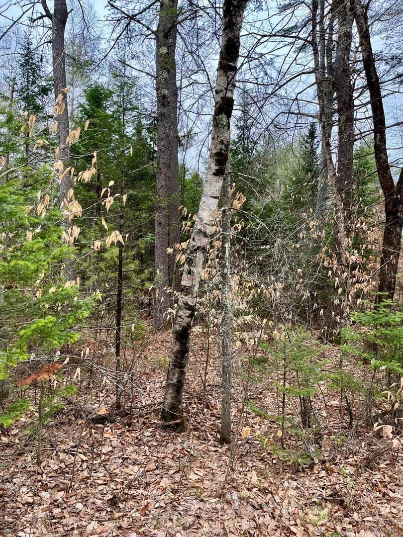 2.3 Acres of Land for Sale in Leeds, Maine - Leeds, Maine, 04263