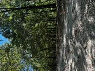 Land -Single Family Acreage in Eureka Springs - land for sale