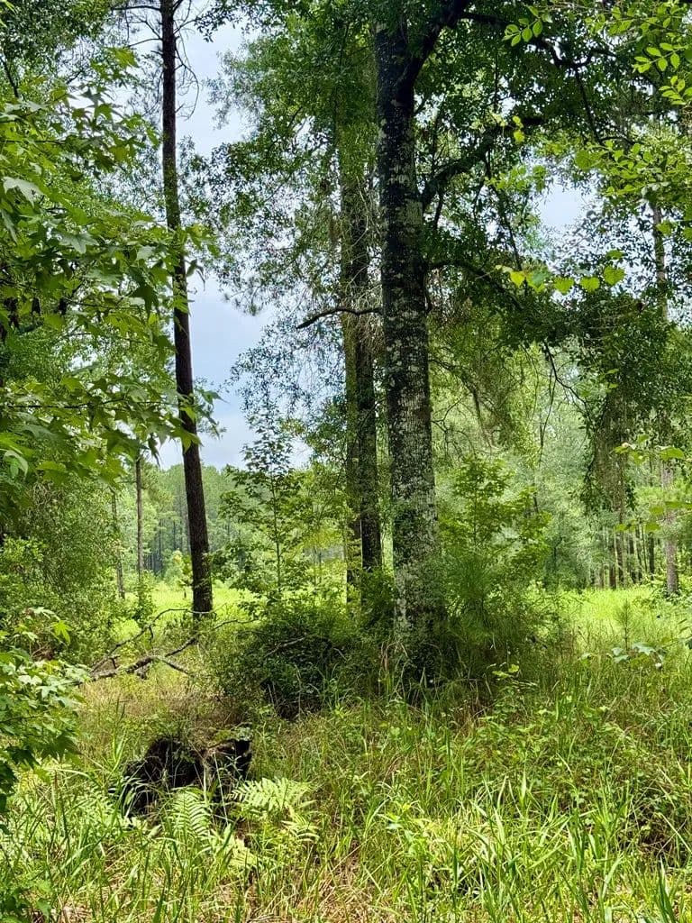 Property from 00 Devane Road - KW - Quitman, Georgia