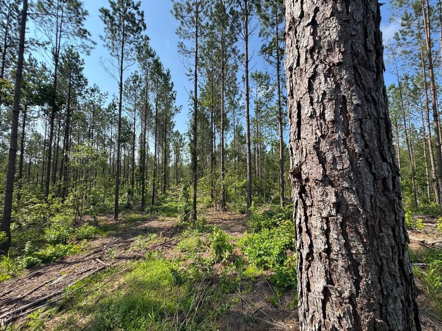 24.55 +/- Acres on Parker Island Road, Coosa County, AL - Equality, Alabama, 36026