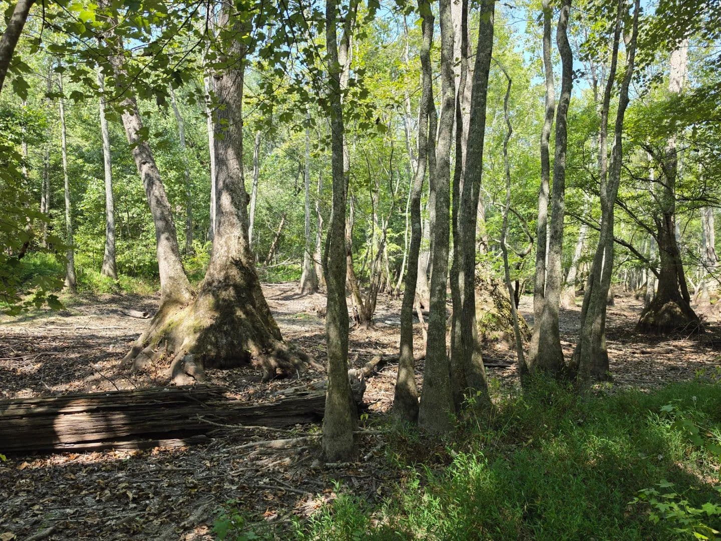 203 Acres in Grant County, AR - Tull, Arkansas, 72015