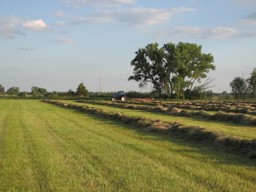 White Horse Creek Meadow