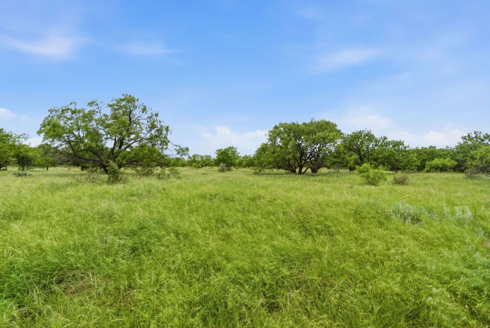 256+/-Acres FM 880 Moran, TX 76464 - Moran, Texas, 76464