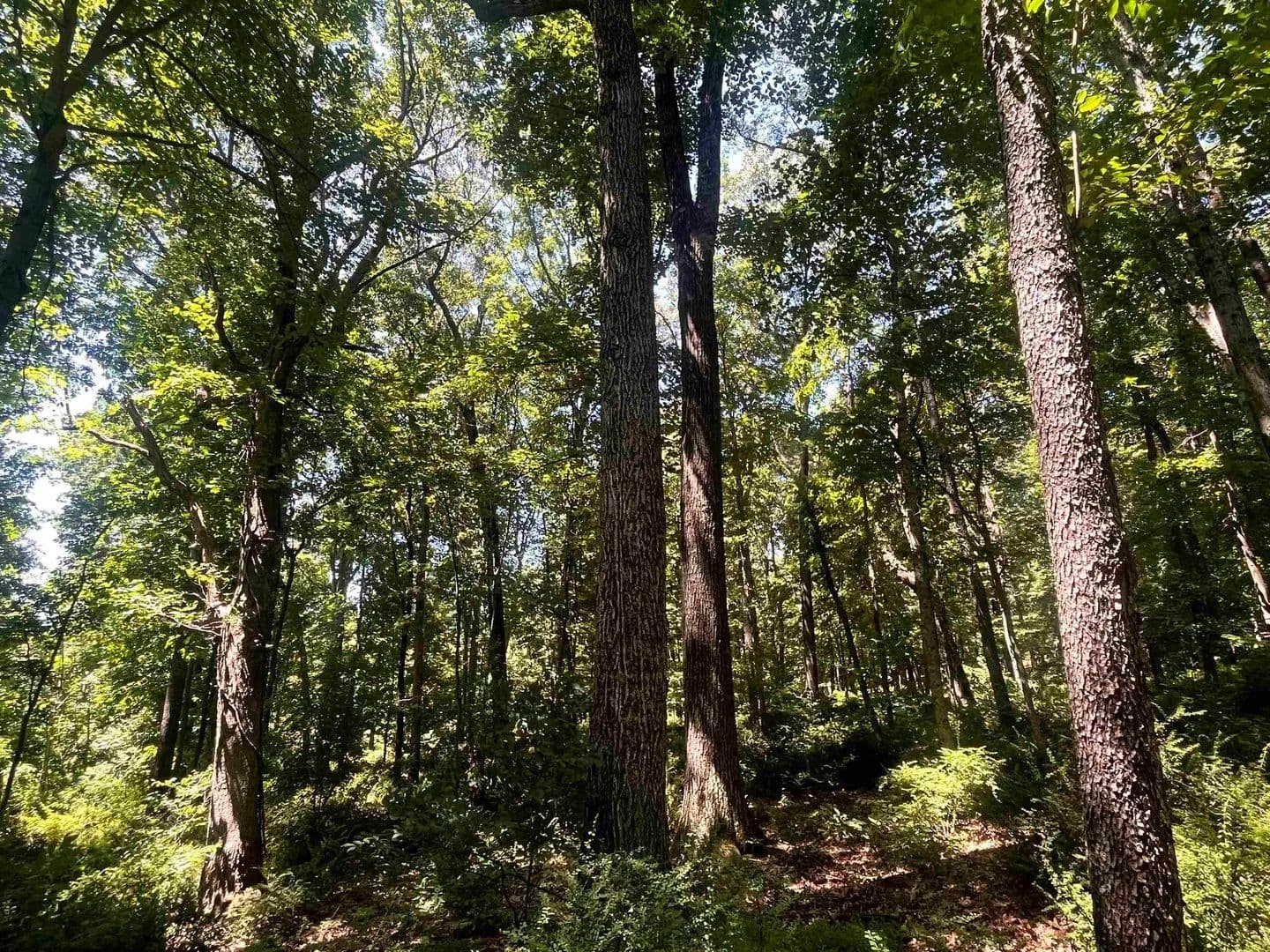 Property from TBD SPOTTSWOOD RD - KW - Spotswood, Virginia, 24476