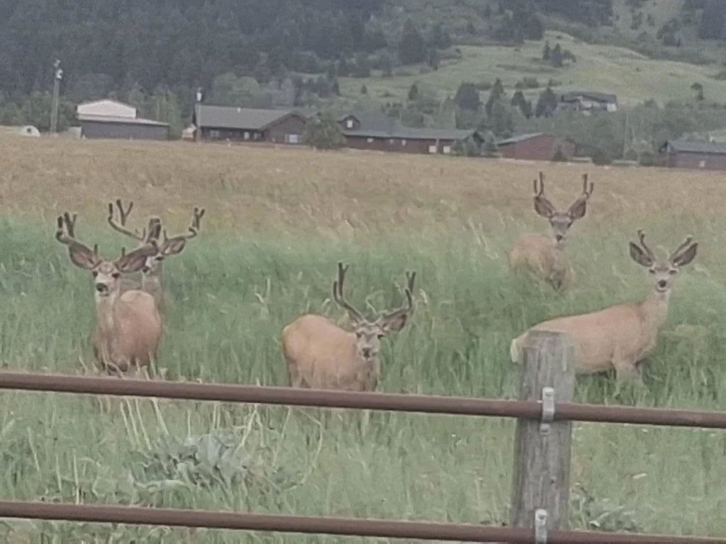 Middle Cottonwood Homestead - land for sale