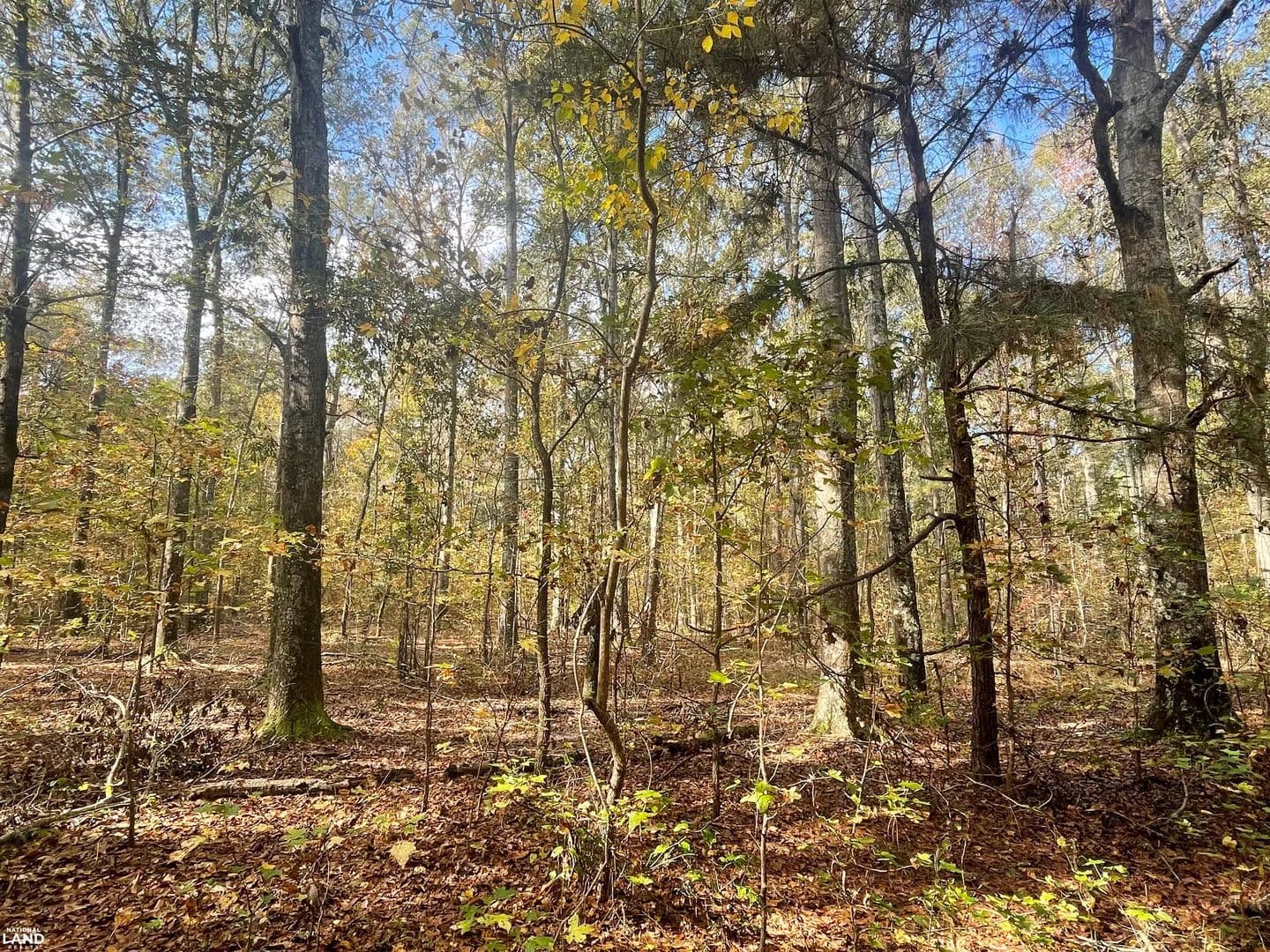 Hwy 331 Recreational and Home Site Tract - Ramer, Alabama, 36069