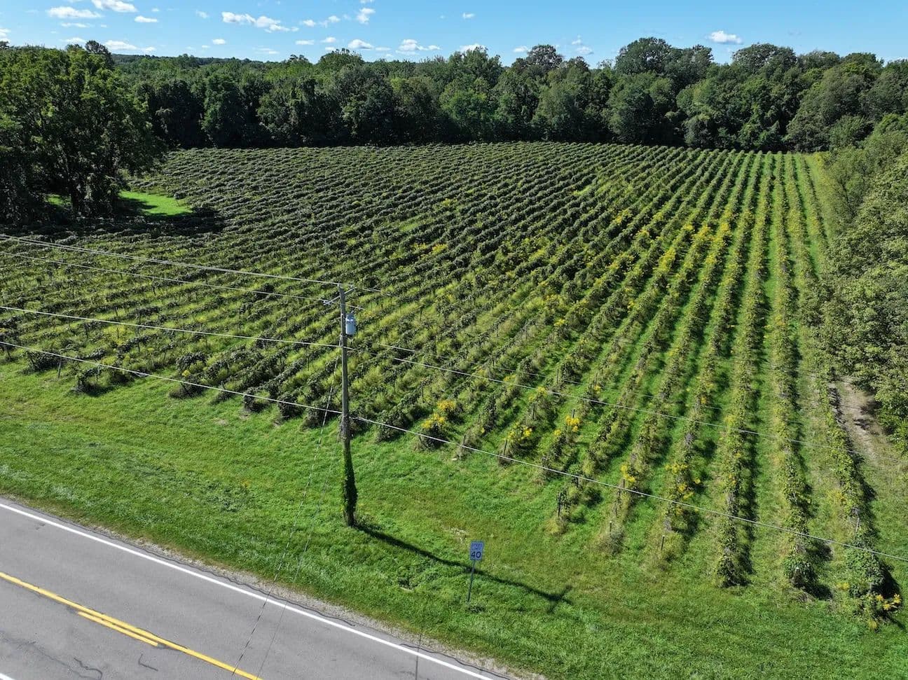 Vineyard and Recreational Land on 8 acres in Forestville NY Bennett State Rd - Forestville, New York, 14062