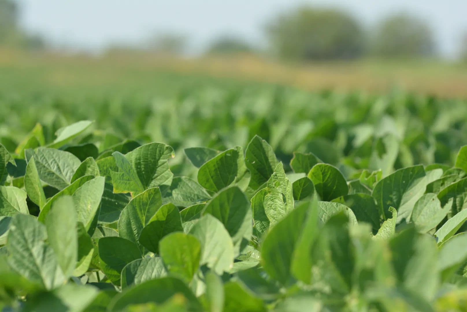 75 Acres of Osage County, Kansas Land for Sale - Tillable Farm and Build Site - land for sale