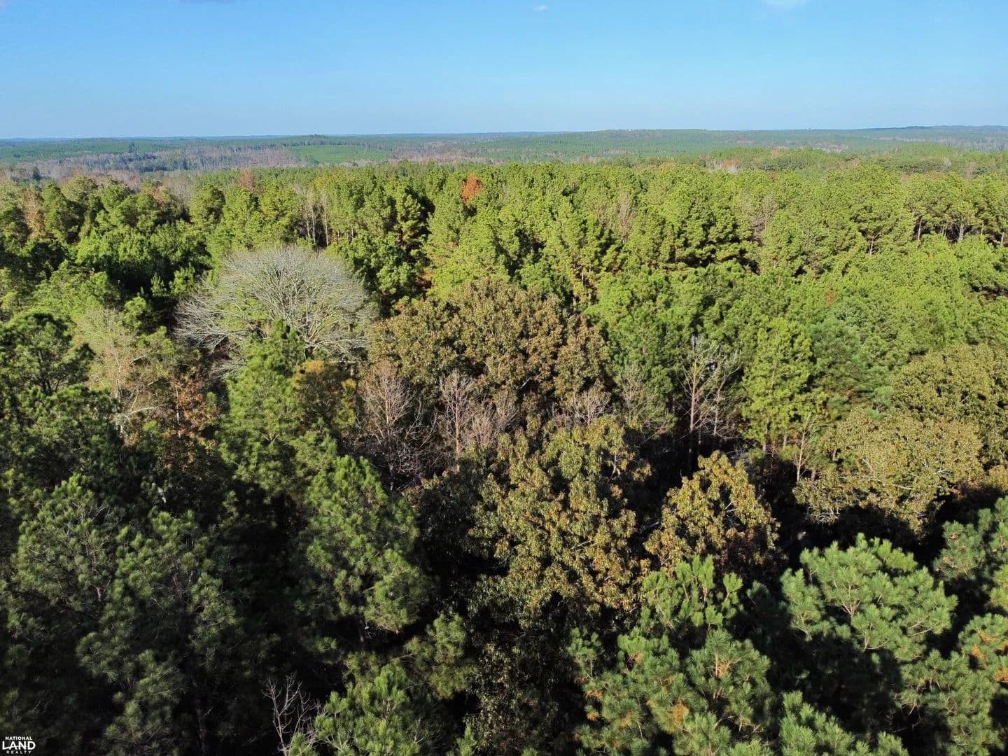 Greensboro Home Sites & Timber - Greensboro, Alabama, 36744