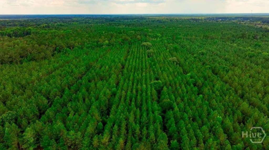 287 Acres of Land for Sale in Pembroke, GA - Pembroke, Georgia, 31321