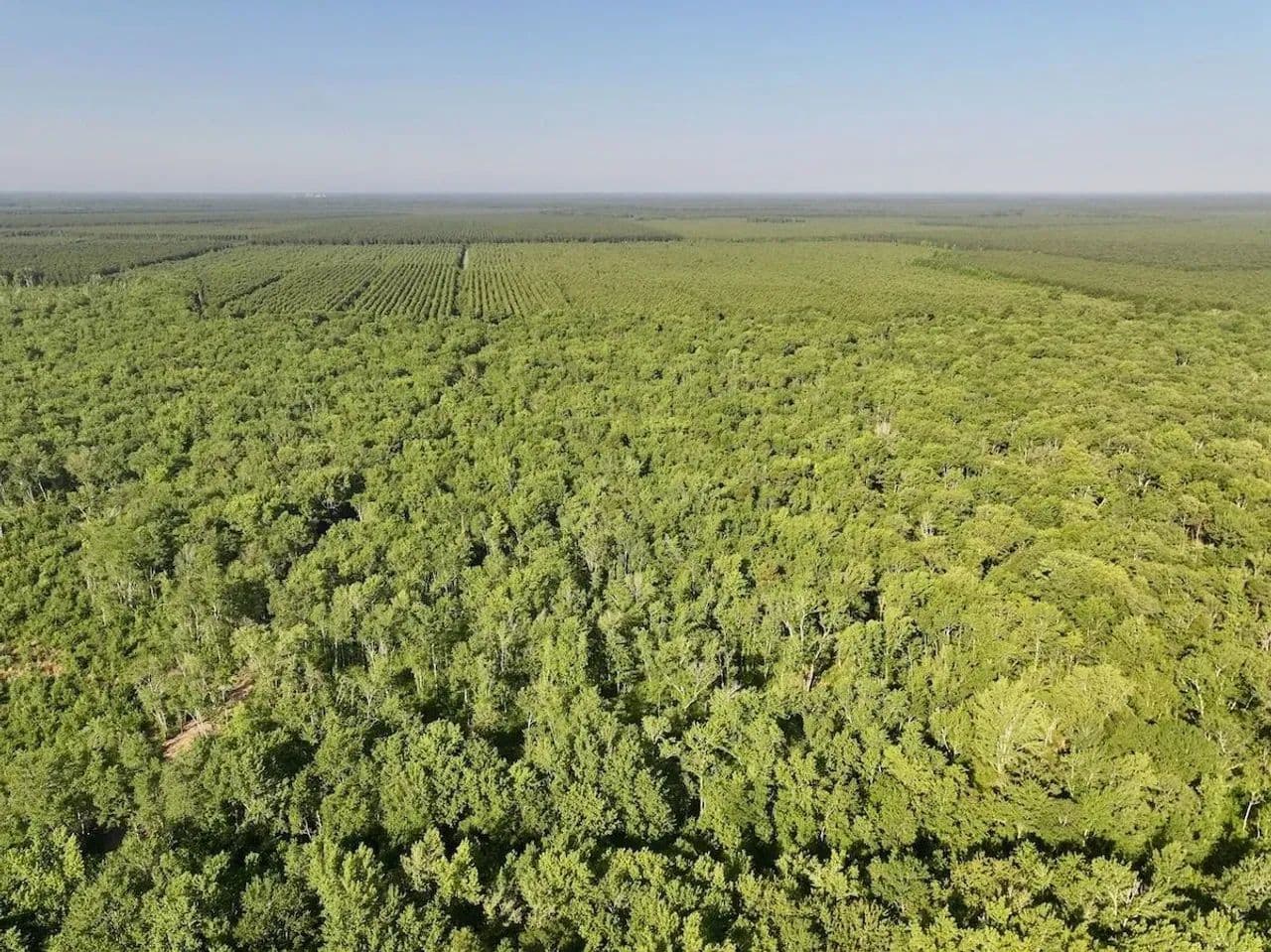 35.71 acres of Recreational Timberland For Sale in Craven County NC! - Ernul, North Carolina, 28527