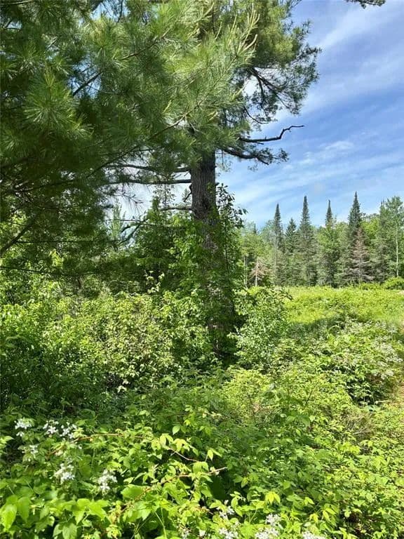 Vacant Land (0-10 Acres) in Hayward - Hayward, Wisconsin, 54843
