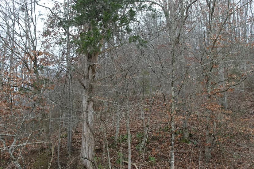 14 Acres in Morgan County, KY