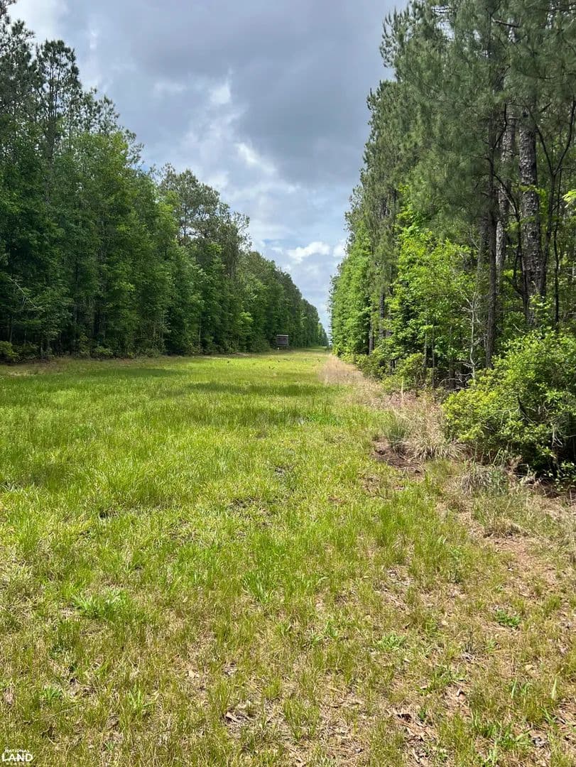 Stump Farm - Saratoga, Texas, 77585