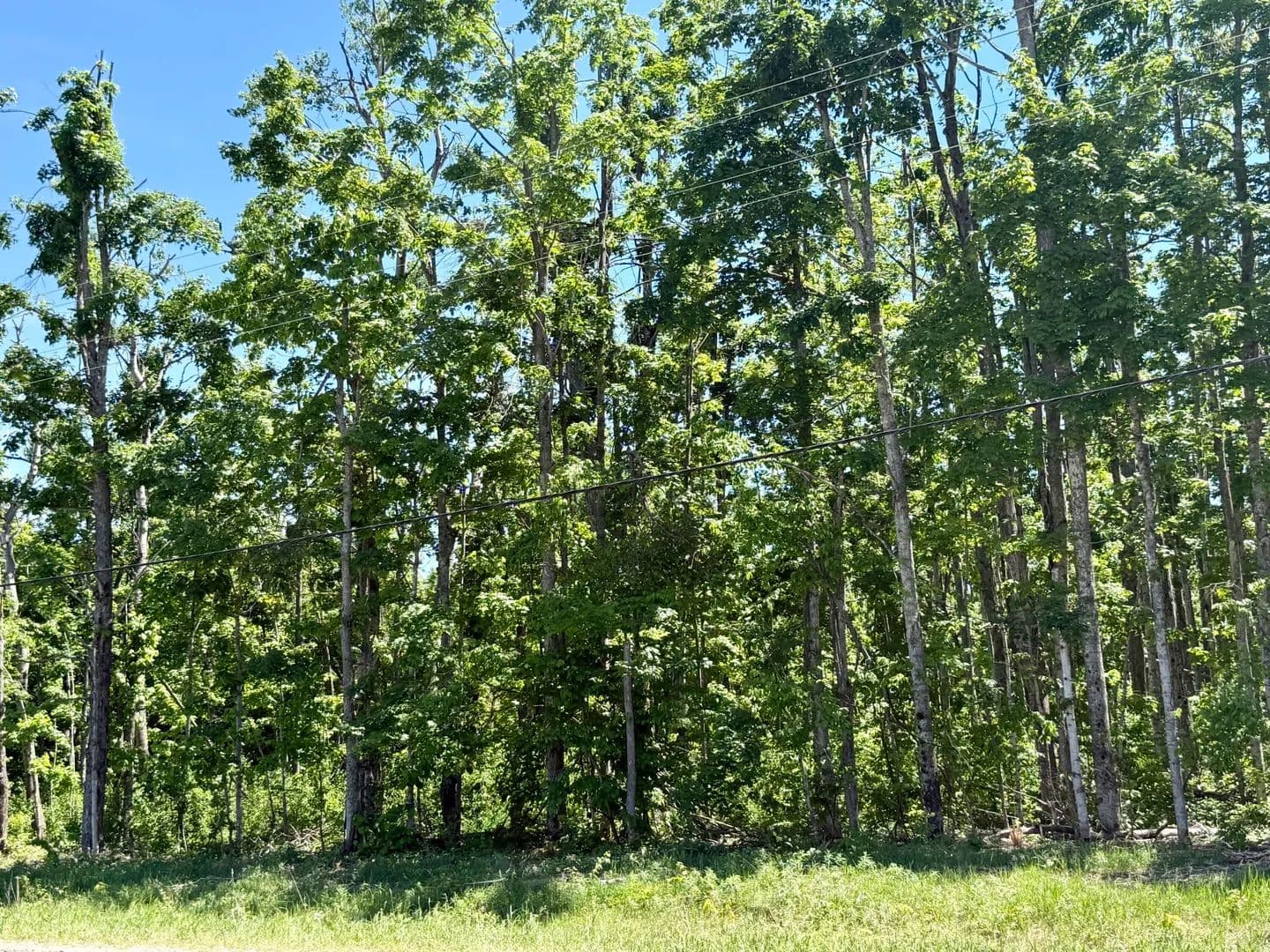 Property from Parcel 6 Van Tyle Road - KW - Elmira, Michigan, 49730