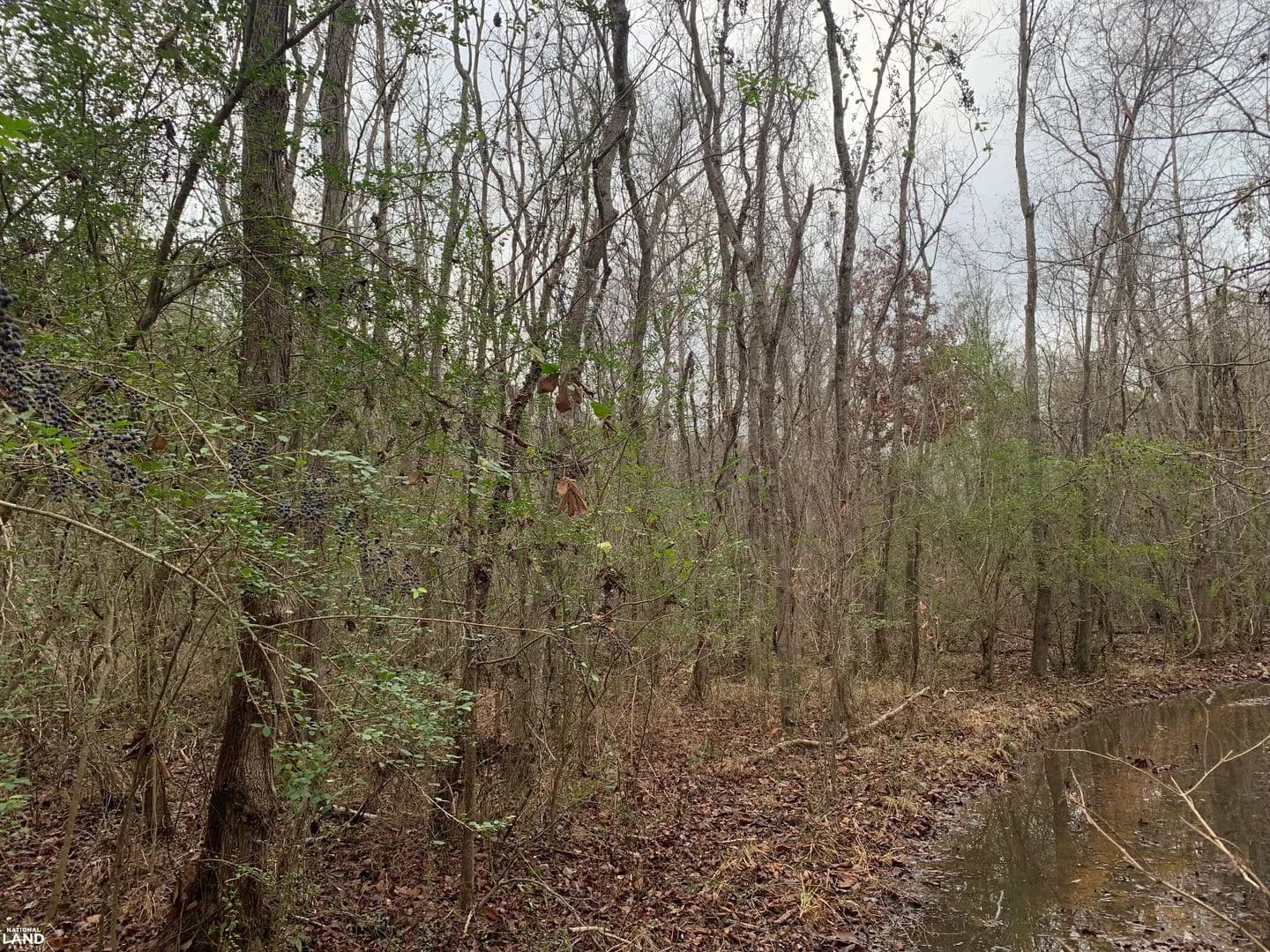 Development Site 34 acres 4 Miles from META AI - Rayville, Louisiana, 71269