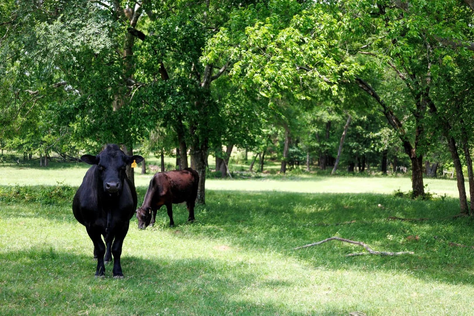 47.79-Acre Cattle Ranch in Van Zandt County, TX for Sale - Ben Wheeler, Texas, 75754