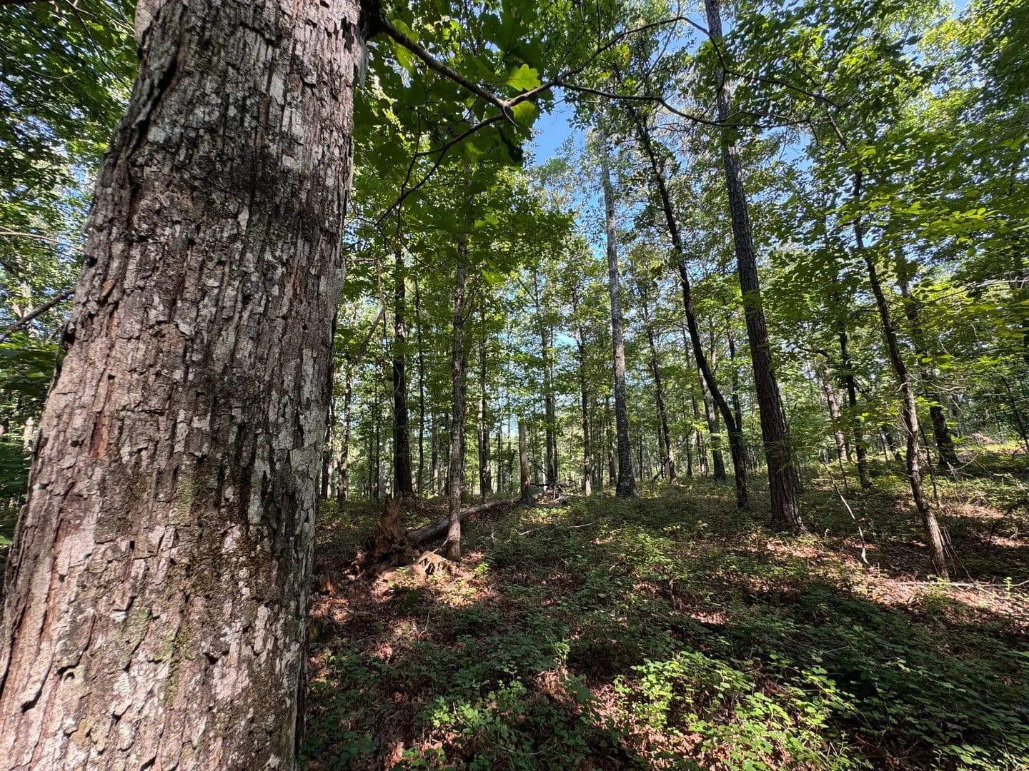 12.30 +/- Acres on Parker Island Road - Equality, Alabama, 36026