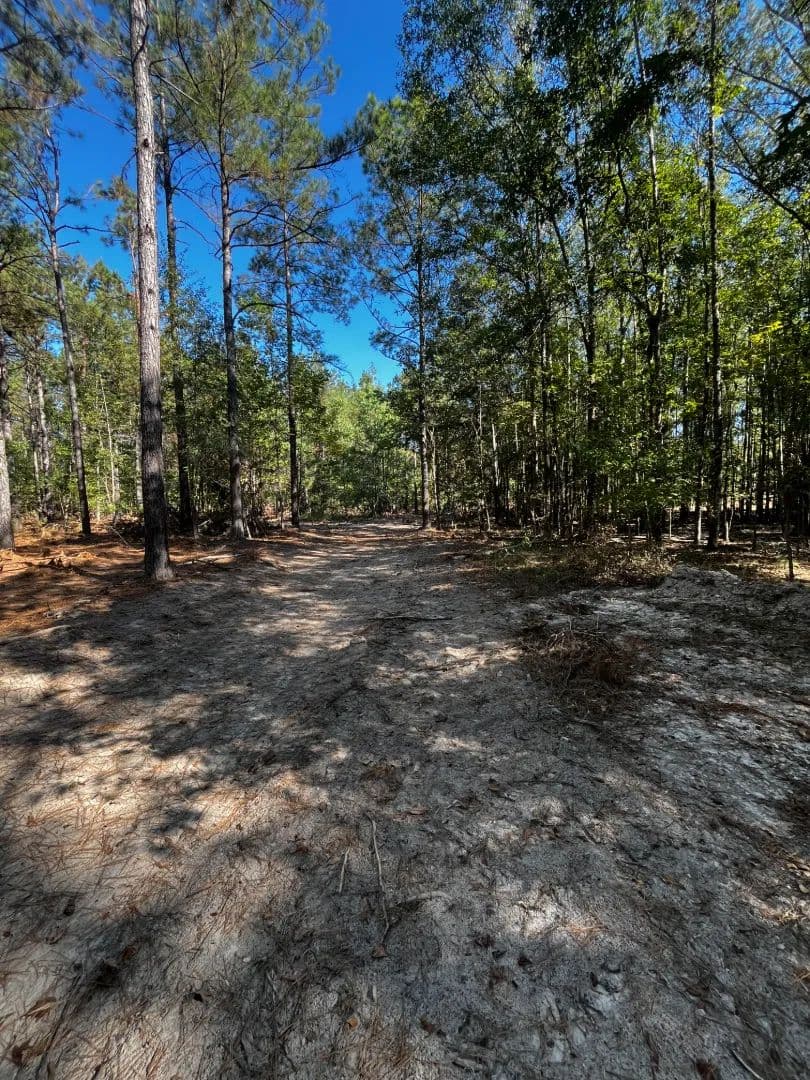 82 Acres in Jackson Parish, LA - land for sale