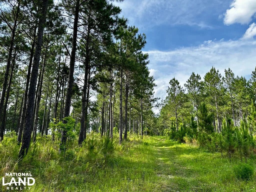 Mature Timber & Recreational Homesite - McRae, Georgia, 31055