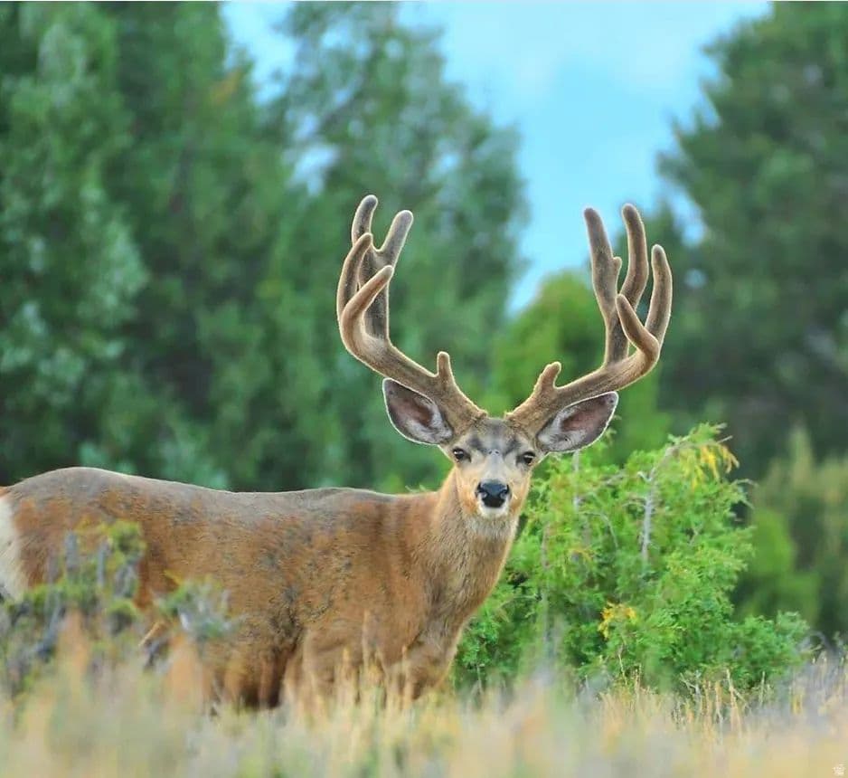 1142 Acres of Land for Sale in Alton, Utah - Alton, Utah, 84710