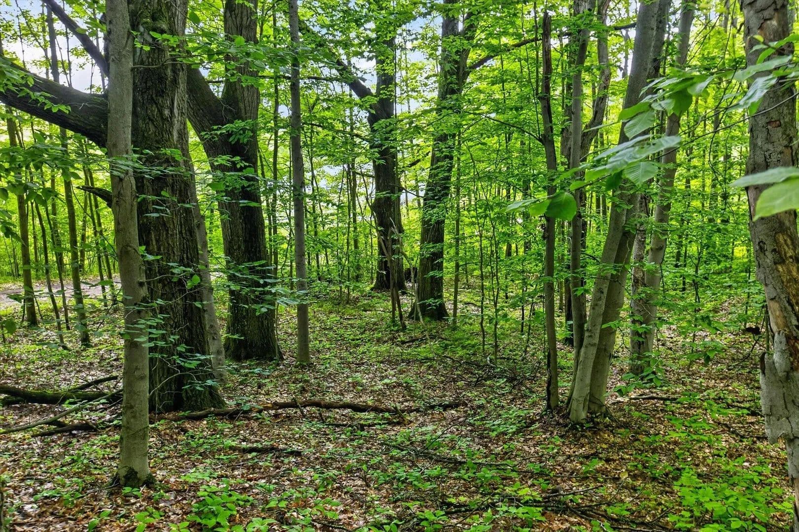 39.69 Acres of Land for Sale in Reed City, MI - Reed City, Michigan, 49677