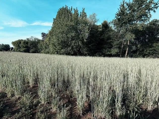 34.78 Acres of Land for Sale in Elk Mound, Wisconsin - Elk Mound, Wisconsin, 54739