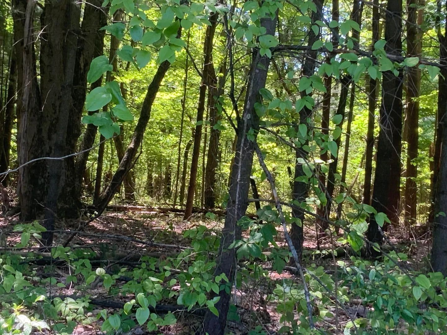 Property from V/L Brenan Road - KW - Grand Junction, Michigan, 49056