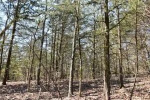 Property from 000 Us Highway 65 S - KW - Highlandville, Missouri, 65669
