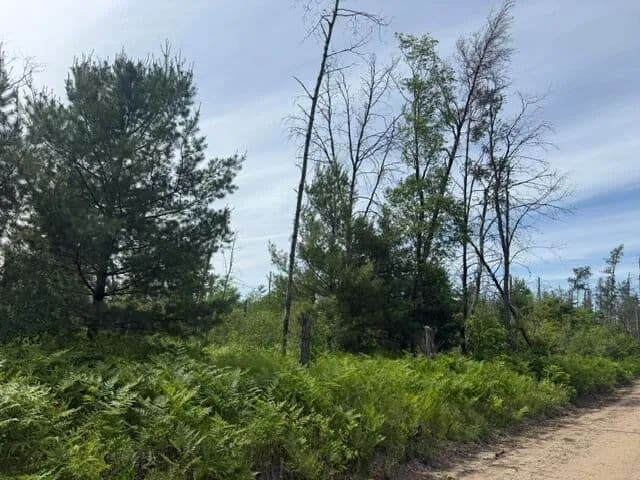 Property from Parcel 2 Nelson Road - KW - Idlewild, Michigan, 49642