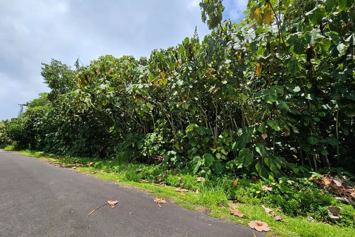 Vacant Land in Pahoa - Pahoa, Hawaii, 96778