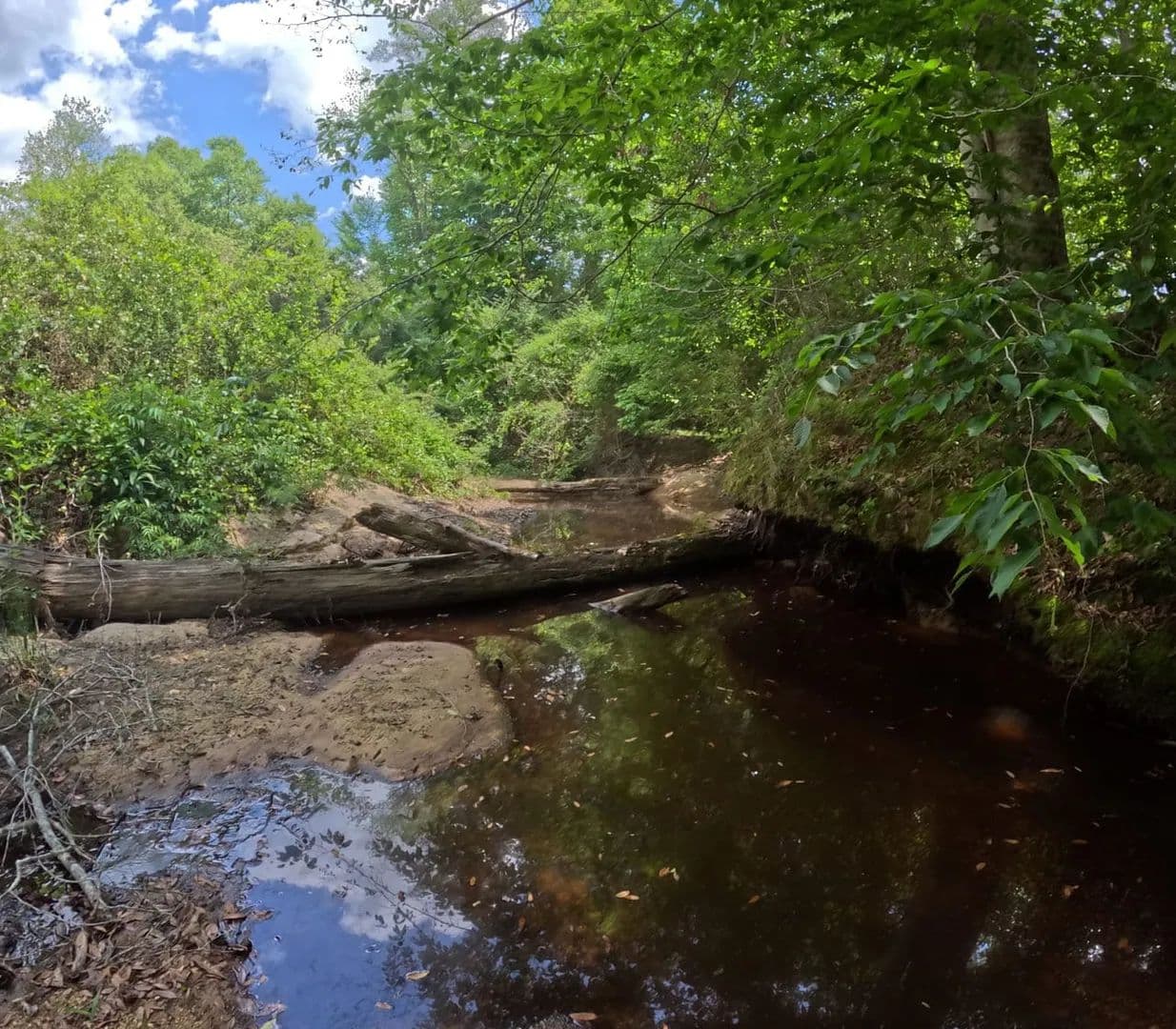 255 Acres Simpson County - land for sale
